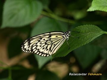 Schmetterlingspark Fehmarn