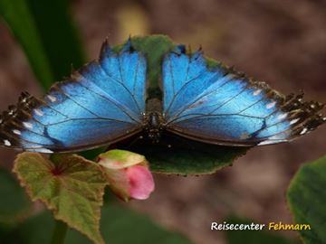 Schmetterlingspark Fehmarn