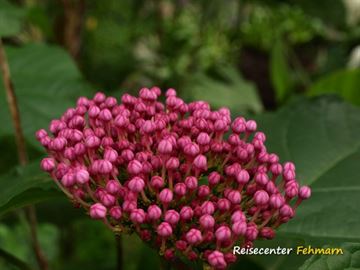 Schmetterlingspark Fehmarn