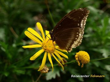 Schmetterlingspark Fehmarn