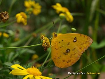 Schmetterlingspark Fehmarn