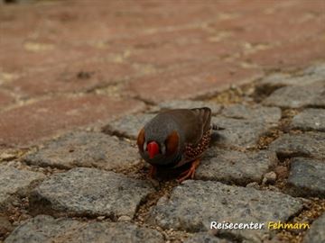 Schmetterlingspark Fehmarn