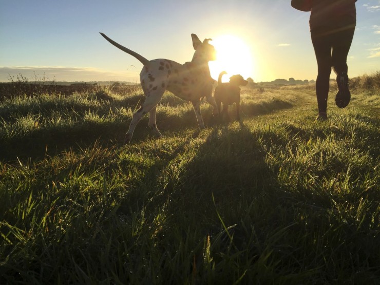 Joggen mit Hund auf Fehmarn Joggen mit Hund auf Fehmarn