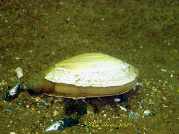 Tauchen auf Fehmarn