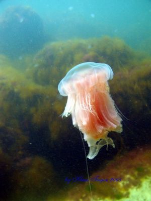 Fehmarns Unterwasserwelt